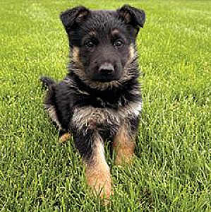 BEAUTIFUL PUREBRED GERMAN SHEPHERD PUPPIES