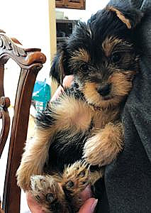YORKIE TERRIER PUPPIES NEED LOVING HOMES