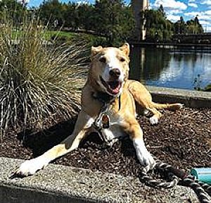 WE ARE LOOKING TO REHOME SHYLA