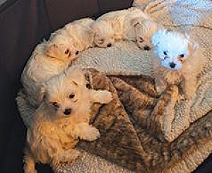 MALTESE MIX PUPPIES