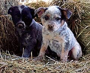 HEELER PUPPIES