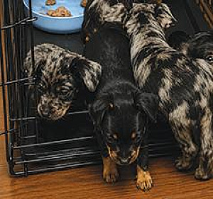DACHSHUND, CHIHUAHUA, YORKIE, SCHNAUZER MIX