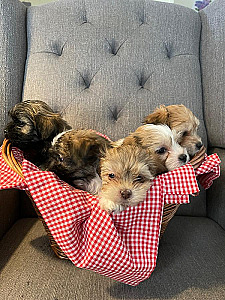 HAVANESE & SHIH TZU PUPPIES