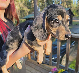 MINI DACHSHUND PUPPIES
