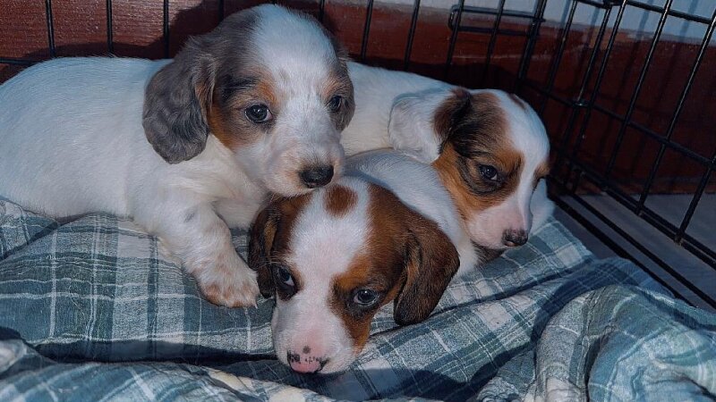 LONG HAIRED PIEBALD FEMALE DACHSHUND PUPPIES