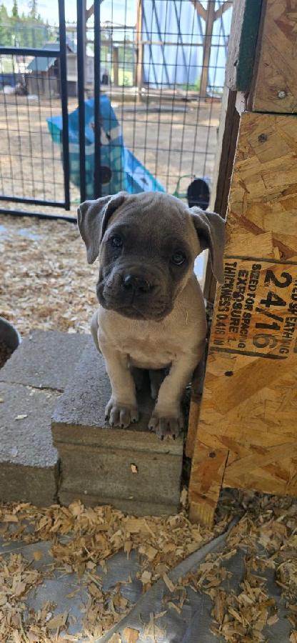 AKC REG. CANE CORSO PUPPIES