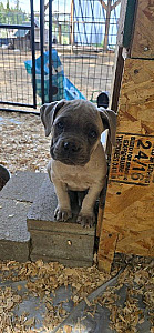 AKC REG. CANE CORSO PUPPIES