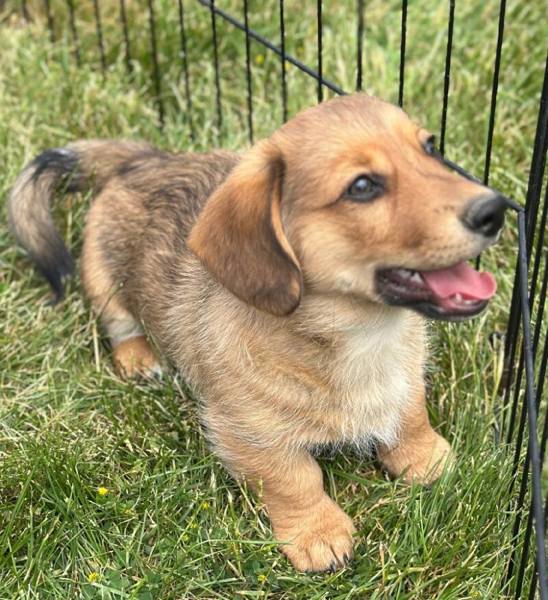 ADORABLE DORGIS/ DACHSHUND/ CORGI PUPPIES