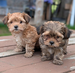 TOY SHORKIE PUPPIES