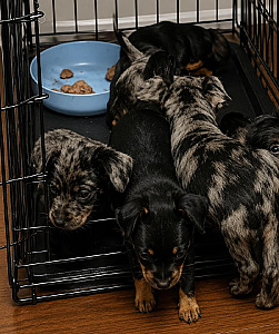 DACHSHUND, CHIHUAHUA, YORKIE, SCHNAUZER MIX