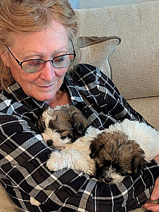 HAVAPOO PUPPIES