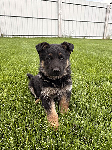 BEAUTIFUL PUREBRED GERMAN SHEPHERD PUPPIES