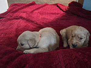 AKC REG GOLDEN RETRIEVER PUPPIES