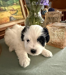 PUREBRED COTON DE TULEAR PUPPIES
