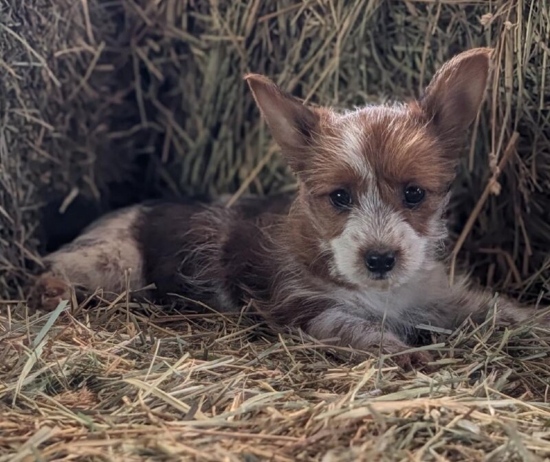 YORKIE MIX PUPPIES