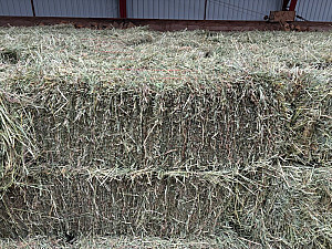 PREMIUM GRASS HAY FOR SALE