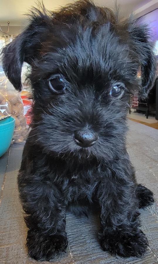 MINI SCHNAUZER & PULI MIX