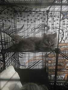 SCOTTISH FOLD KITTENS 