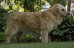 AKC ENGLISH CREAM FEMALE GOLDEN RETRIEVER