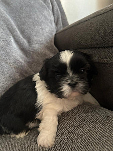 ADORABLE SHIH TZU BOY PUPPY