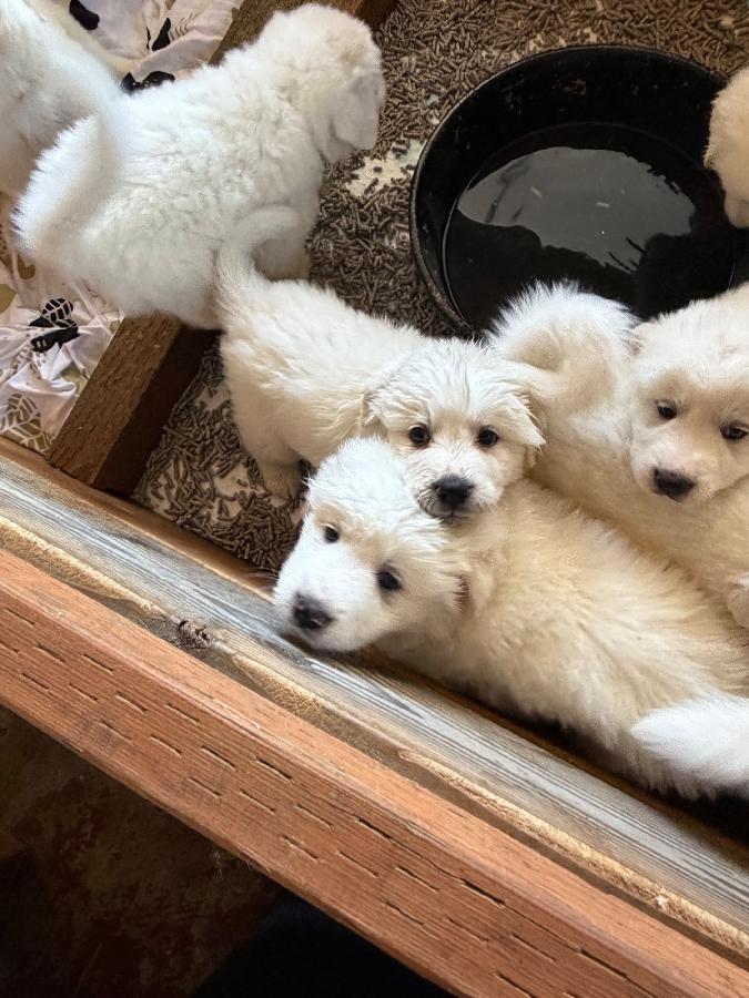 FULL BRED GREAT PYRENEES PUPPIES