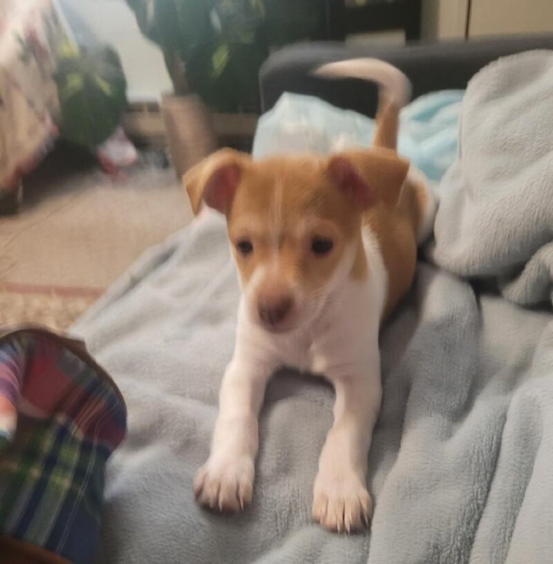 FEMALE CHIWEENIE PUPPY