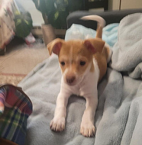 FEMALE CHIWEENIE PUPPY