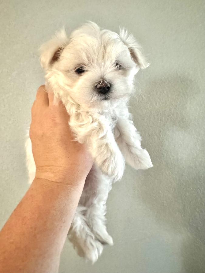 PUREBRED MALE MALTESE PUPPY
