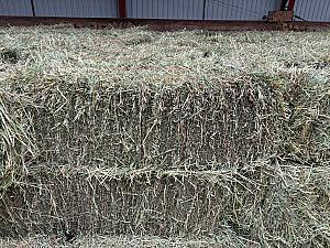 PREMIUM GRASS HAY