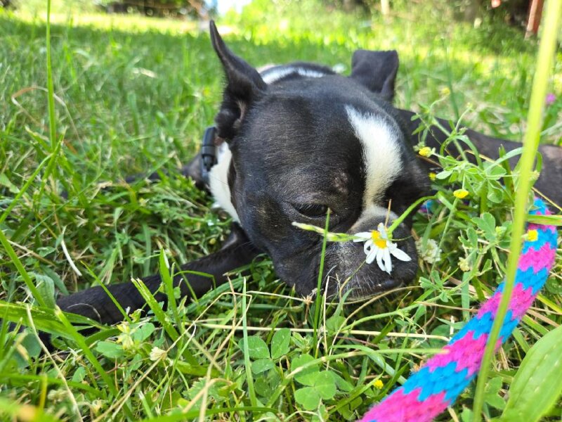 YOUNG PUREBRED FEMALE BOSTON TERRIER