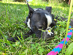 YOUNG PUREBRED FEMALE BOSTON TERRIER