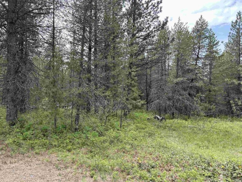 FULLY TREED 9+ ACRES ON PAVED ROAD IN SPOKANE COUNTY