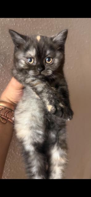 ADORABLE SCOTTISH KITTY, STRAIGHT EARS