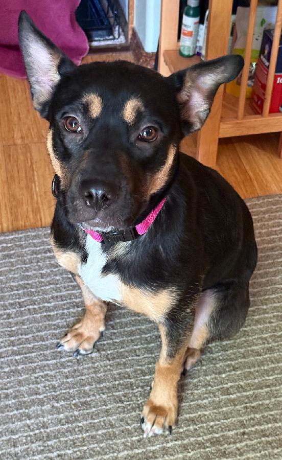 WHO'S LOOKING FOR AN ADORABLE MEDIUM SIZED TRI-PAWD?