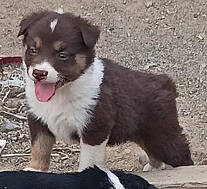 AUSTRALIAN SHEPHERD PUPPIES