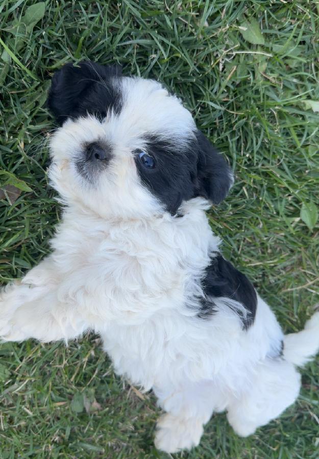 MALE SHIH TZU PUPPY