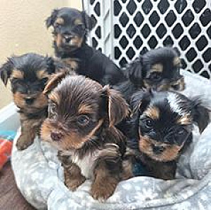 YORKSHIRE TERRIER PUPPIES