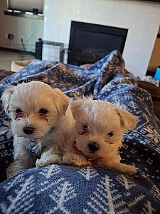 MALTESE MIX PUPPIES