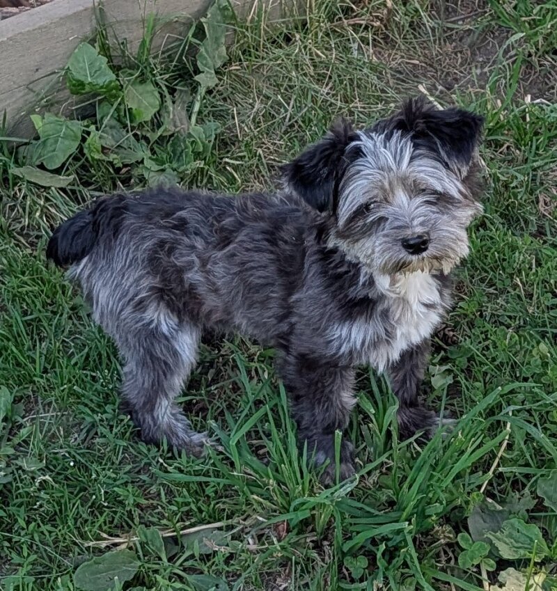 CKC REGISTERED MALE MERLE YORKIE