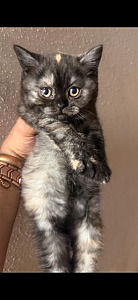 ADORABLE SCOTTISH KITTY, STRAIGHT EARS