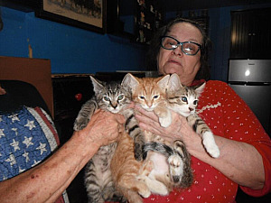 SWEET, ADORABLE, PLAYFUL KITTENS