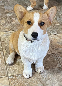 AKC CORGI PUPPIES