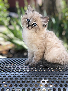 RAGDOLL KITTENS