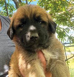 NEW PRICE! FARM DOG PUPPIES