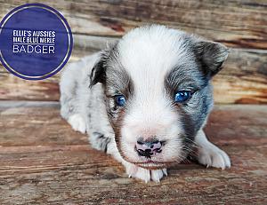 PUREBRED MINIATURE AUSTRALIAN SHEPHERD PUPPIES