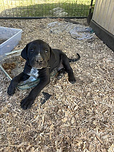 CANE CORSO & BLUE TICK HOUND CROSS PUPPIES 