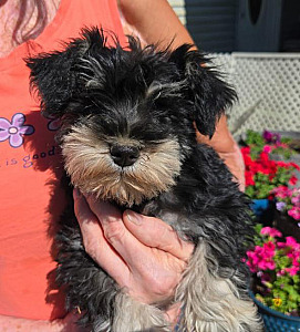 AKC REG. MALE MINI SCHNAUZER PUPPY