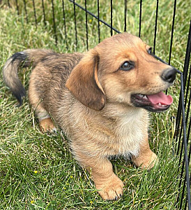 ADORABLE DORGIS/ DACHSHUND/ CORGI PUPPIES