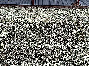 PREMIUM GRASS HAY