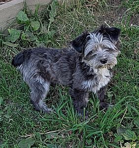 CKC REG. MALE MERLE YORKIE